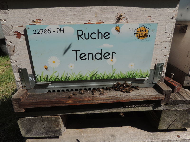 La ruche Tender