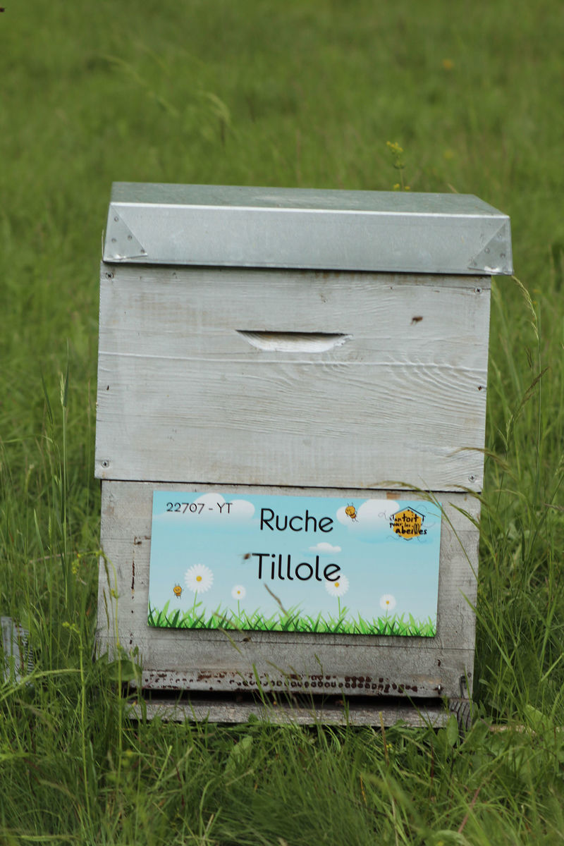 La ruche Tillole