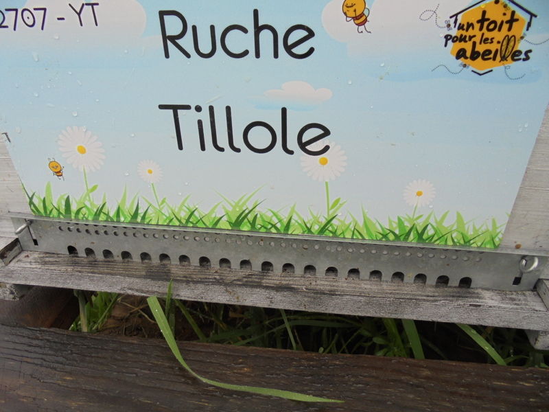 La ruche Tillole