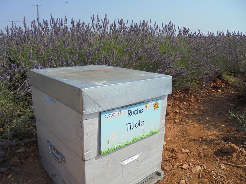 La ruche Tillole