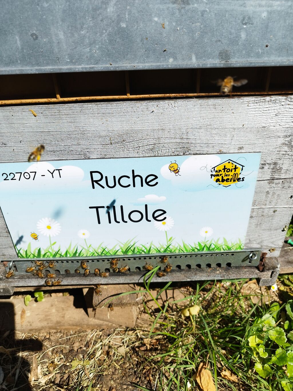 La ruche Tillole