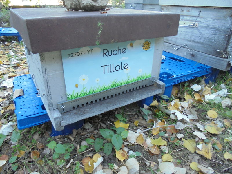 La ruche Tillole