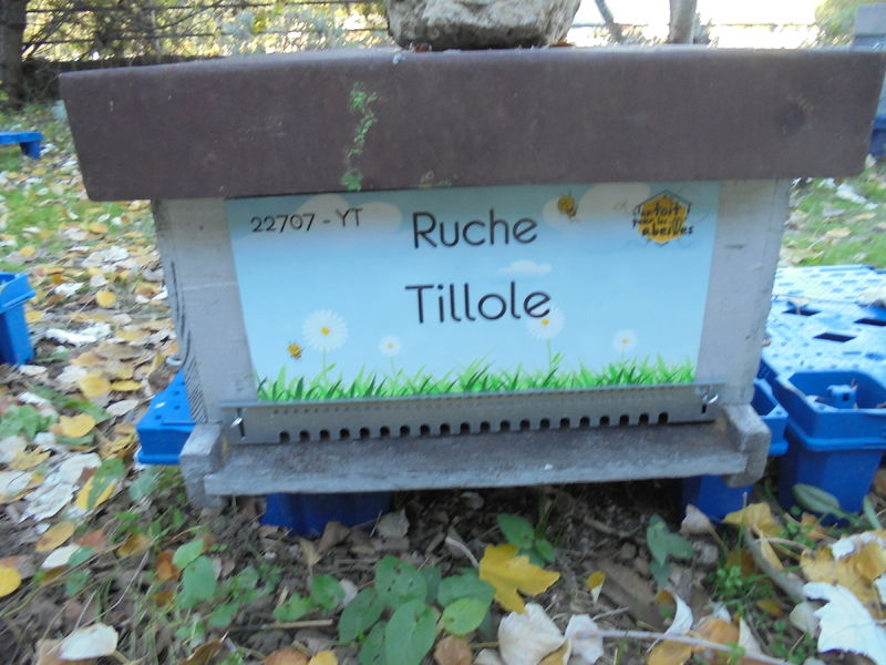 La ruche Tillole