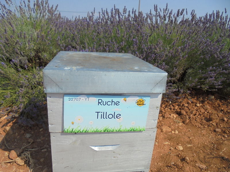 La ruche Tillole