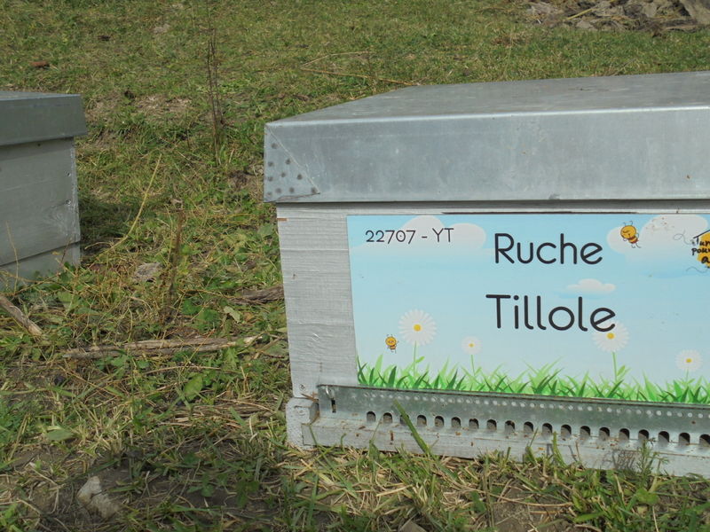 La ruche Tillole