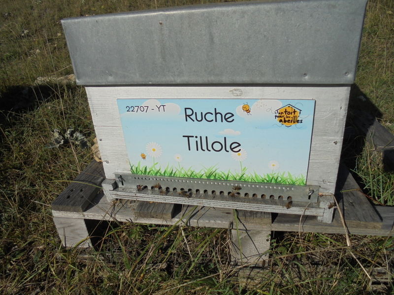 La ruche Tillole