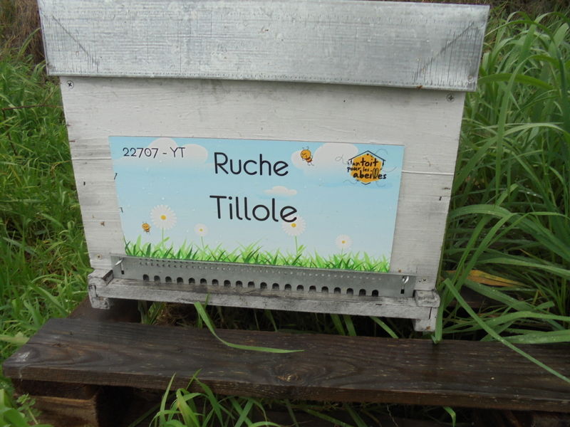 La ruche Tillole