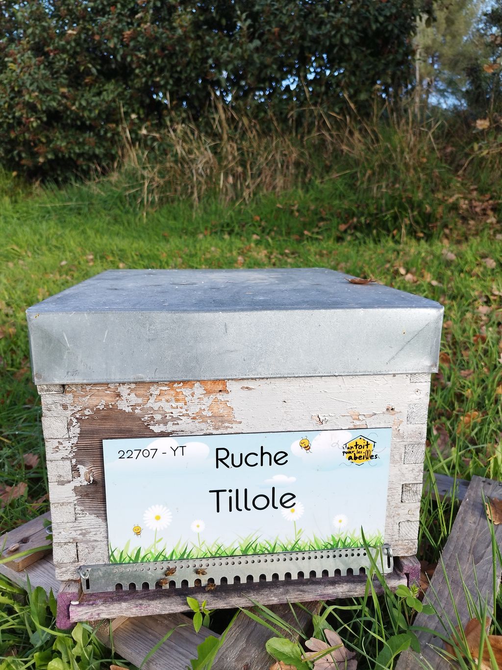 La ruche Tillole