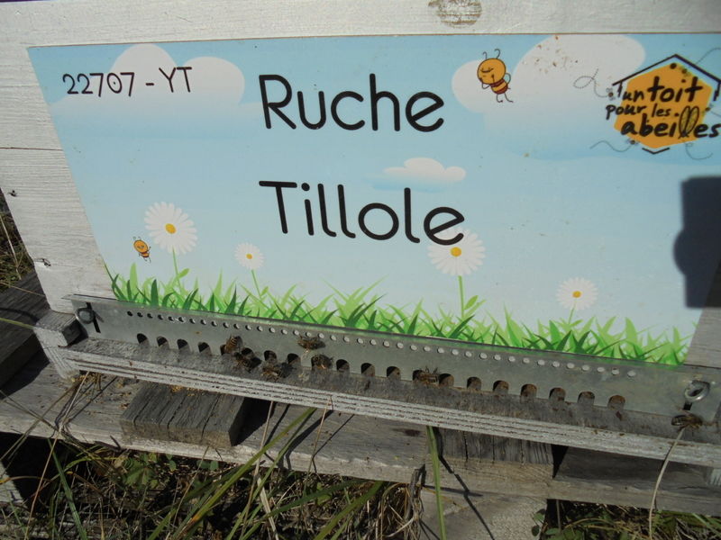 La ruche Tillole