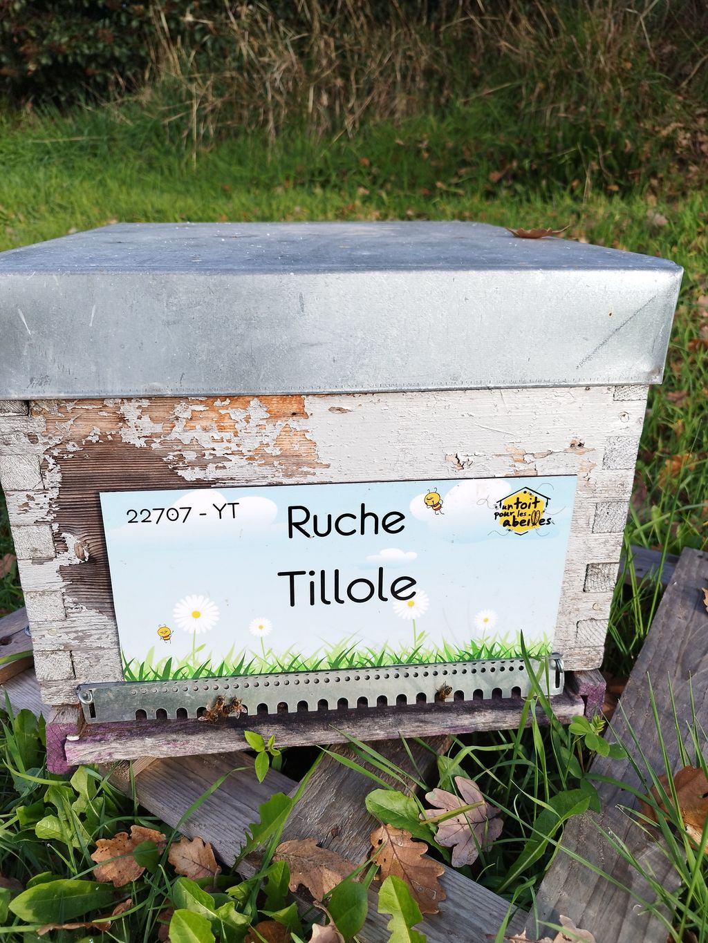 La ruche Tillole