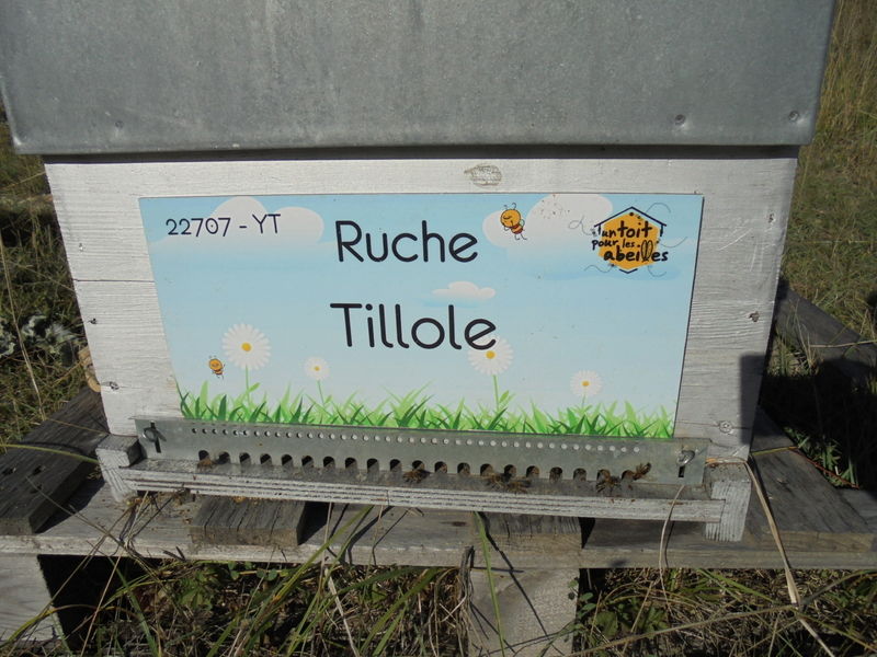 La ruche Tillole