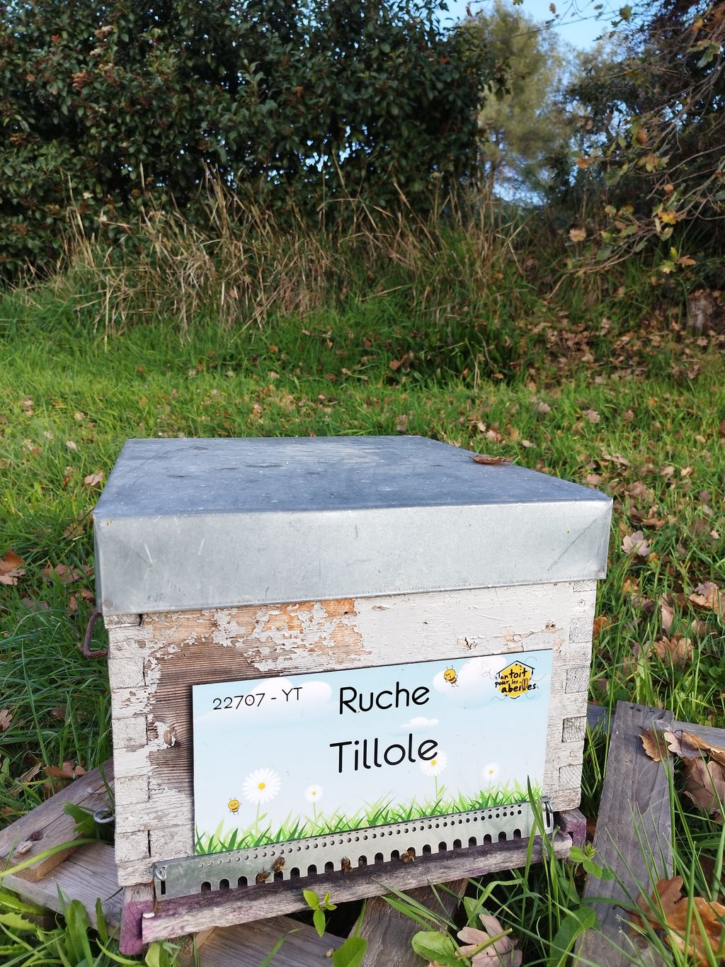 La ruche Tillole