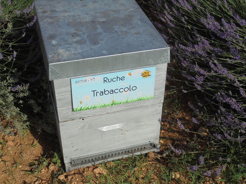 La ruche Trabaccolo