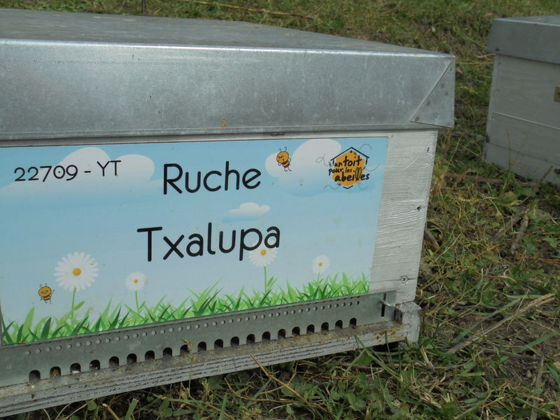 La ruche Txalupa