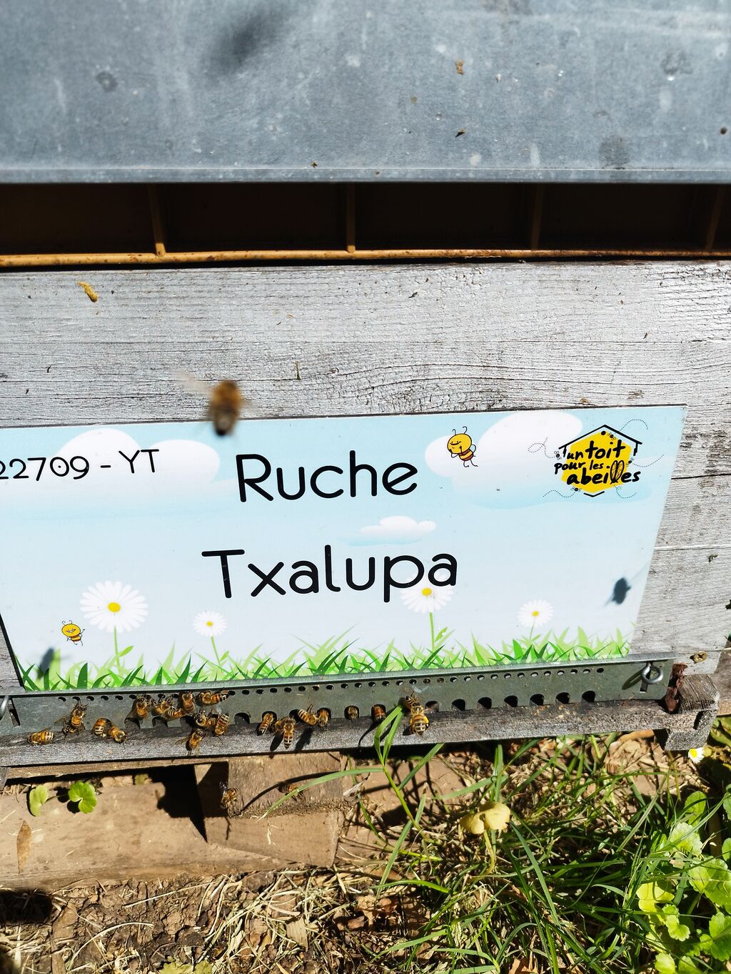 La ruche Txalupa