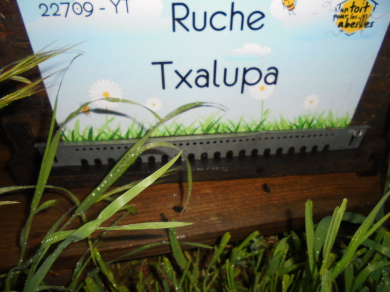 La ruche Txalupa