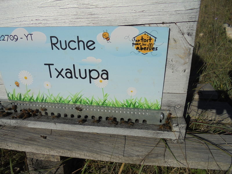 La ruche Txalupa