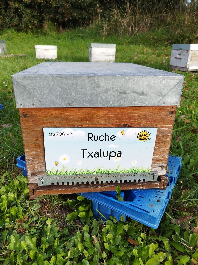La ruche Txalupa