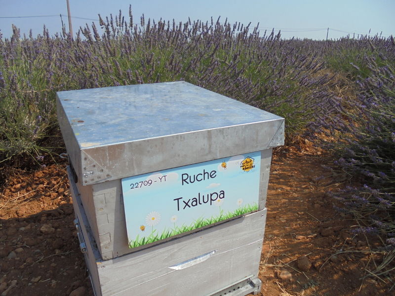La ruche Txalupa