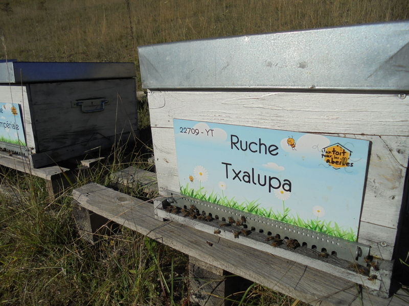 La ruche Txalupa