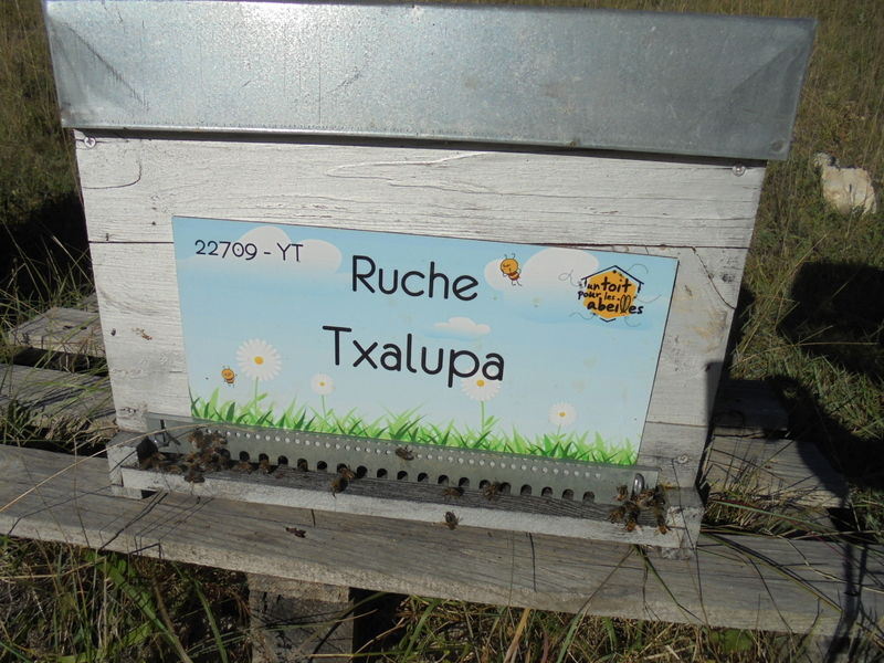 La ruche Txalupa