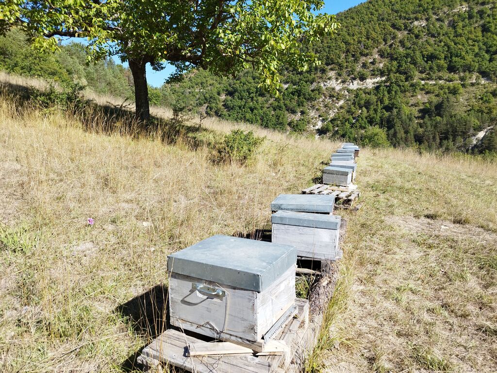 La ruche Txalupa