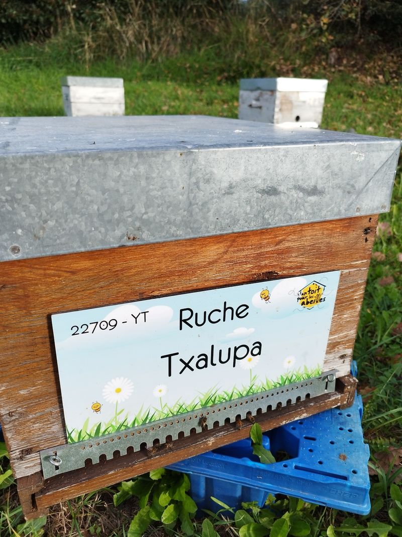 La ruche Txalupa