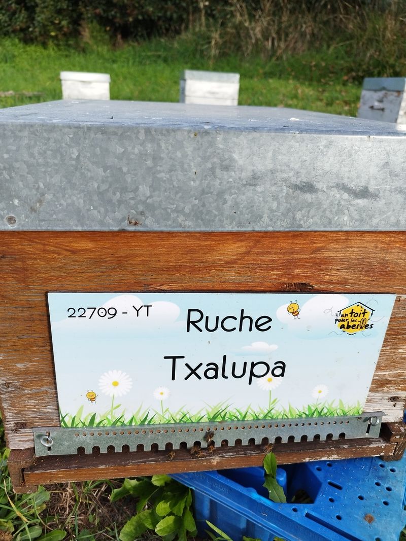 La ruche Txalupa