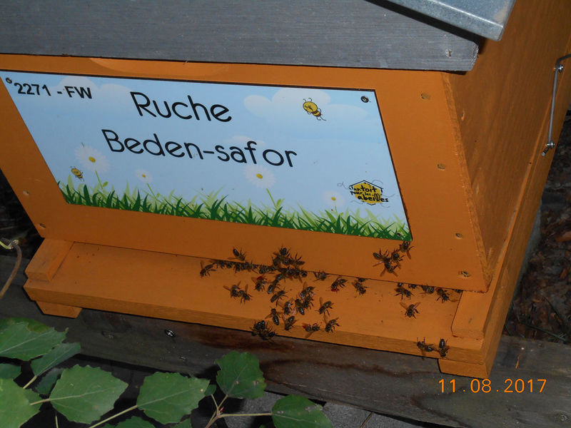 La ruche Beden-safor