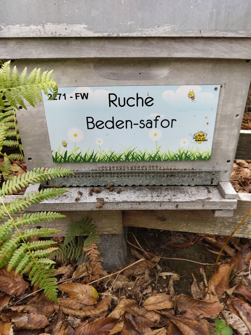 La ruche Beden-safor