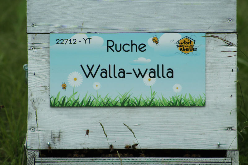 La ruche Walla-walla