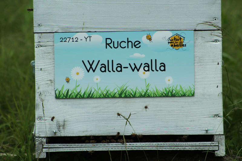 La ruche Walla-walla