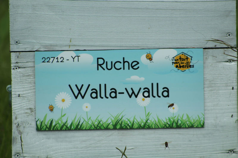 La ruche Walla-walla