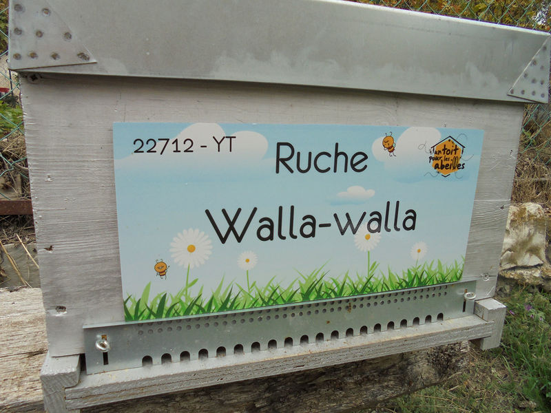La ruche Walla-walla