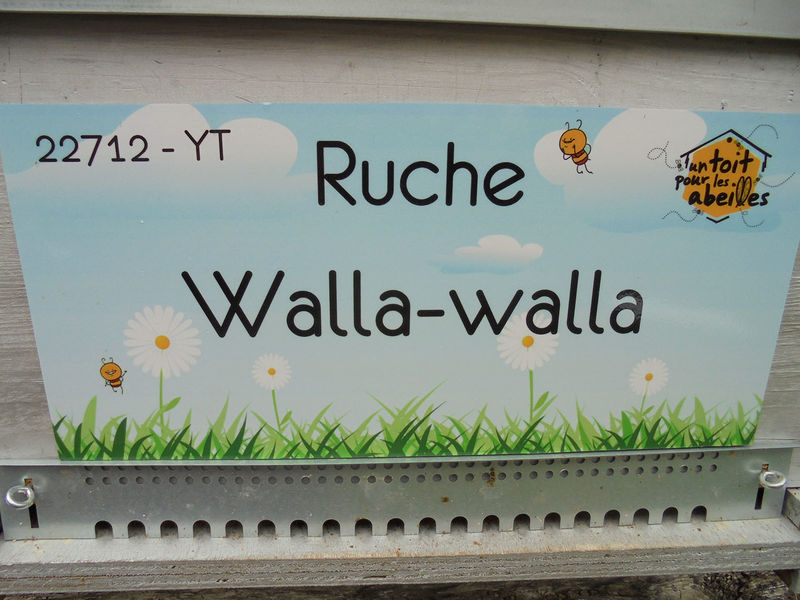 La ruche Walla-walla