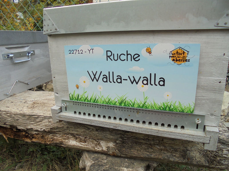 La ruche Walla-walla