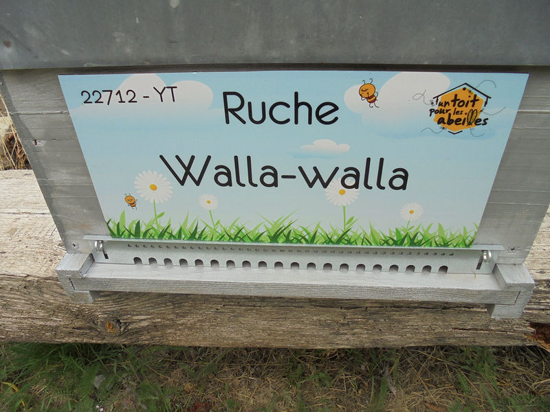 La ruche Walla-walla