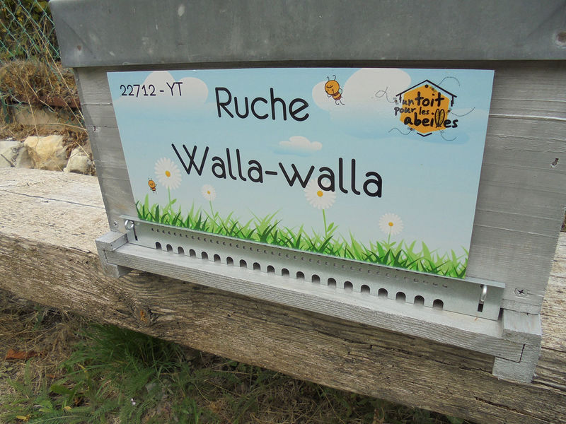 La ruche Walla-walla