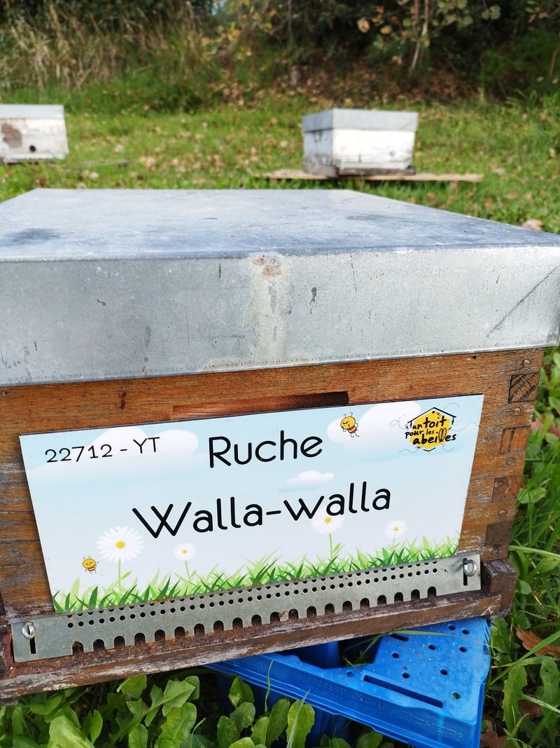La ruche Walla-walla