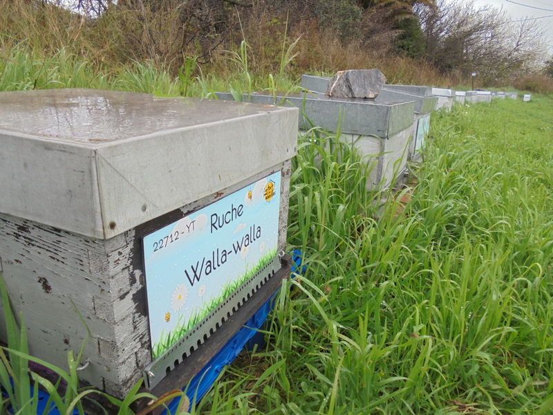 La ruche Walla-walla