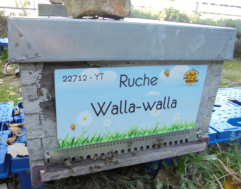 La ruche Walla-walla