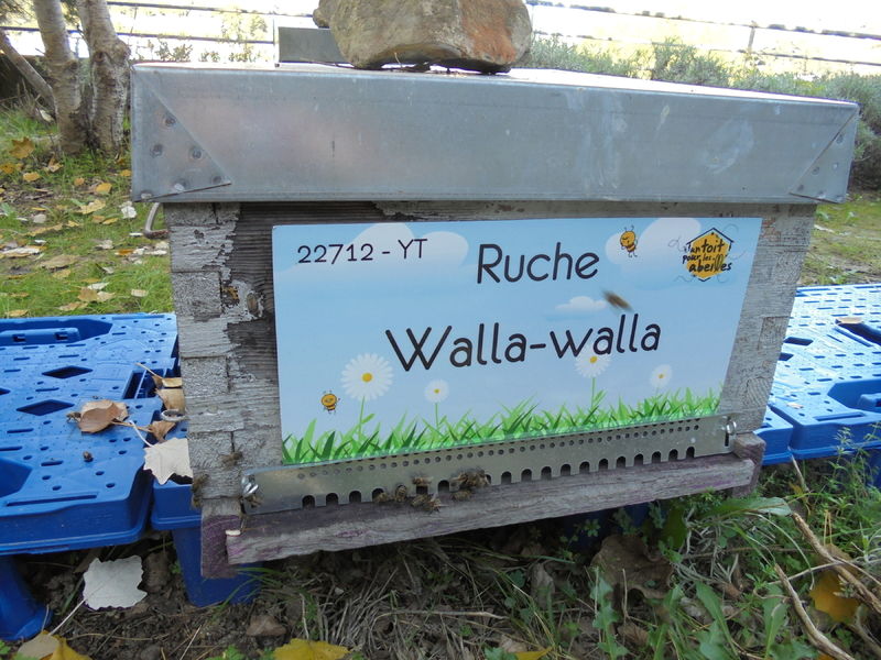 La ruche Walla-walla