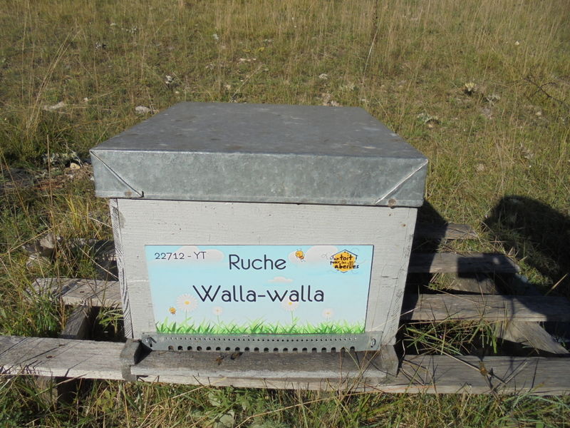 La ruche Walla-walla