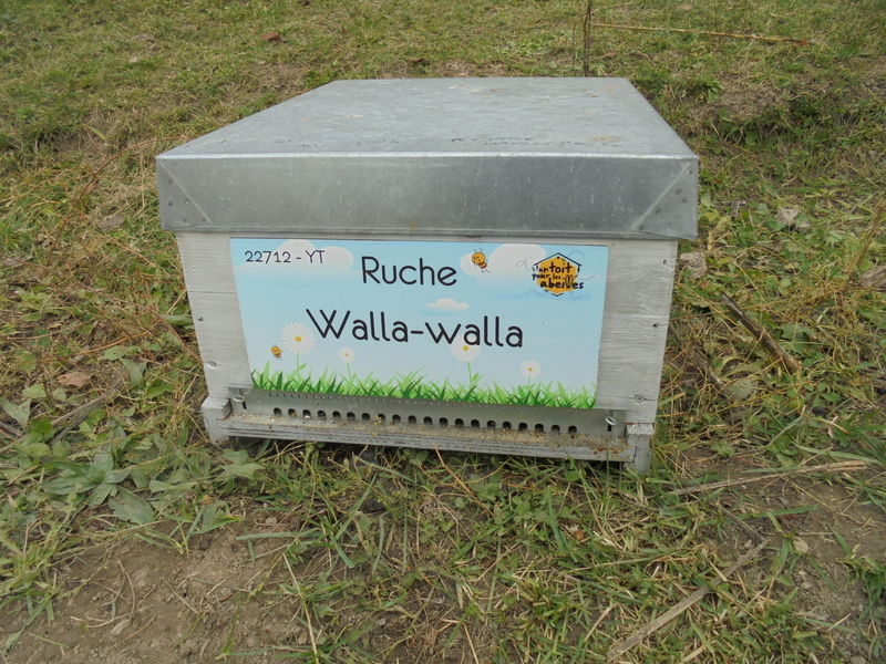 La ruche Walla-walla