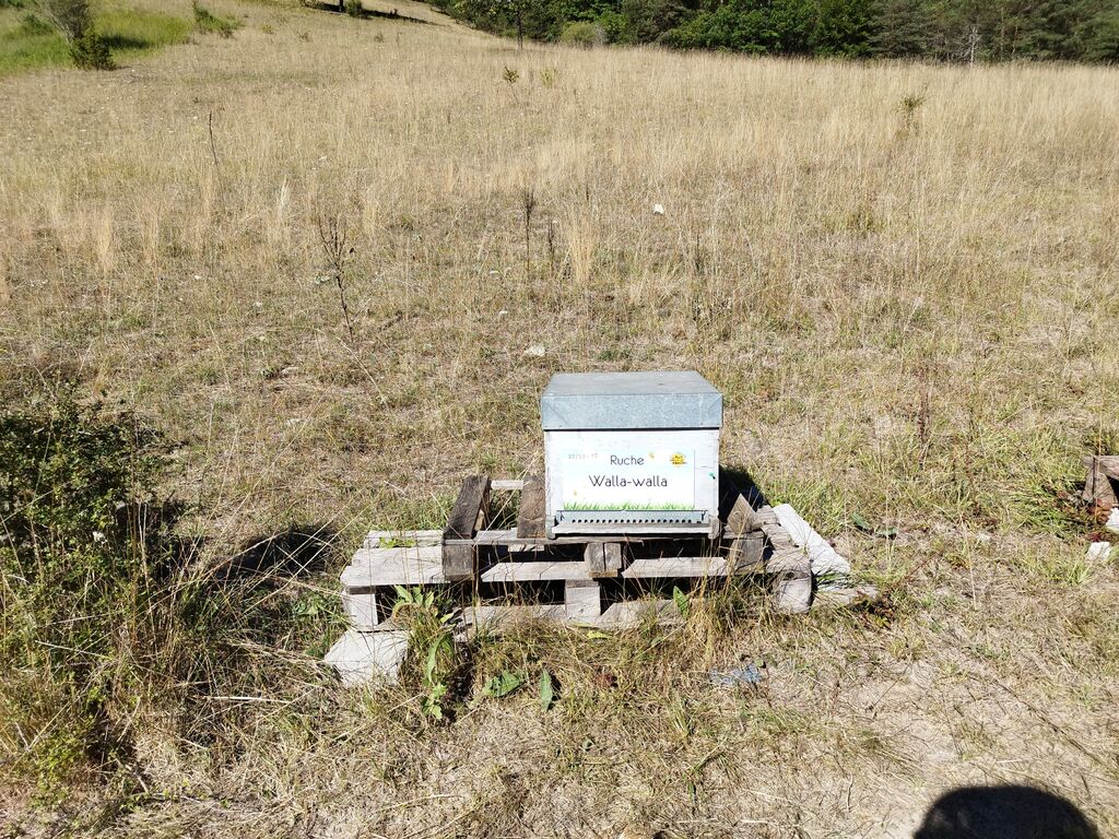La ruche Walla-walla