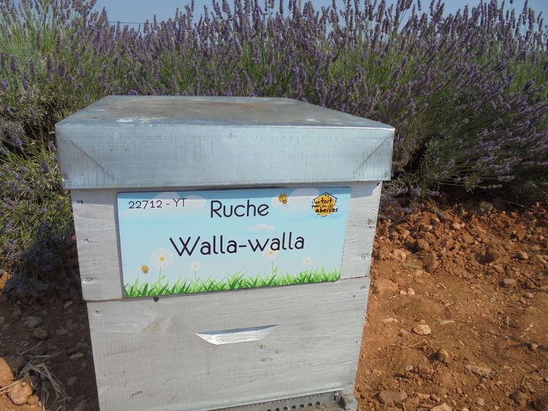 La ruche Walla-walla