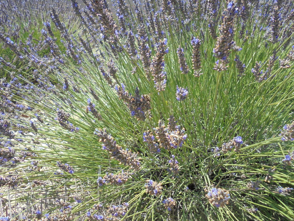 La ruche Walla-walla