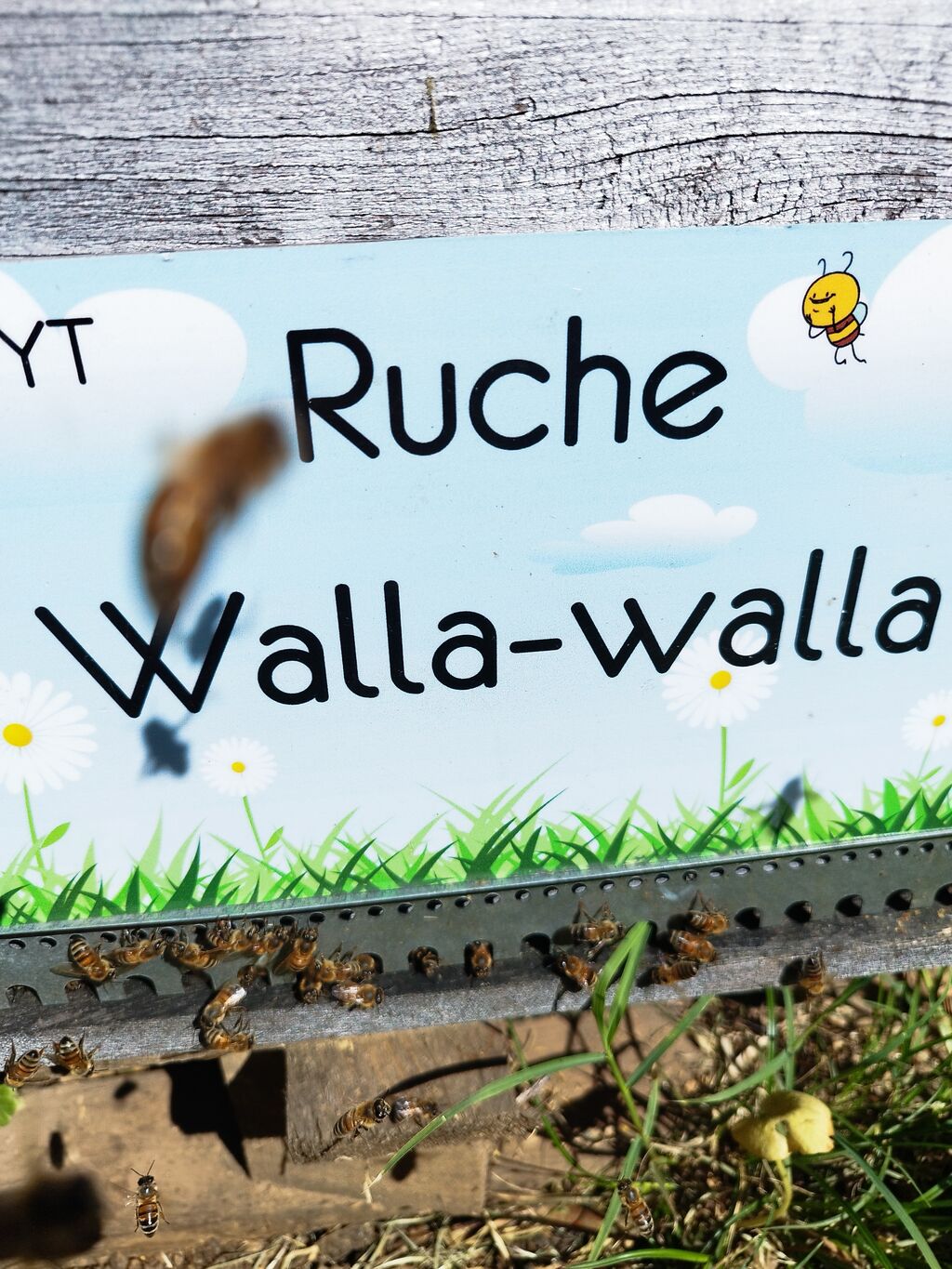 La ruche Walla-walla