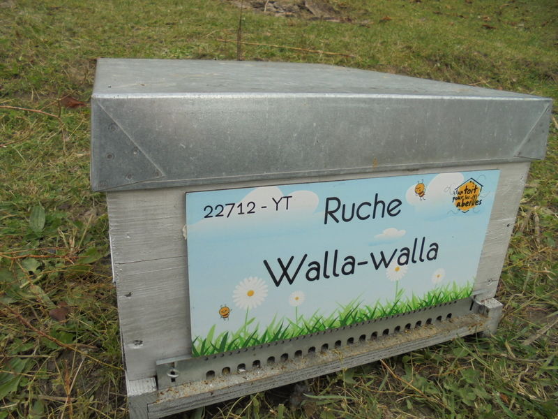 La ruche Walla-walla