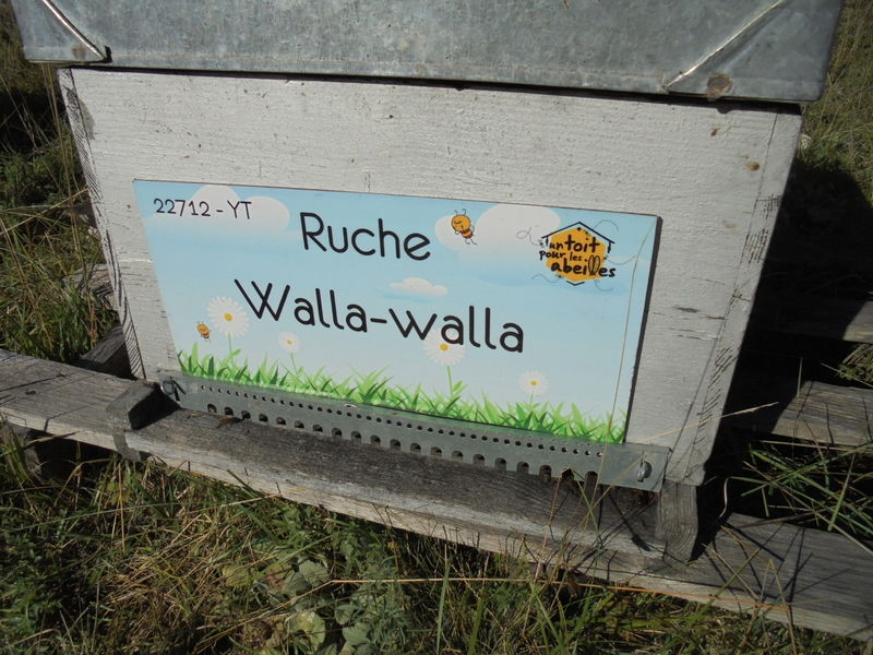 La ruche Walla-walla